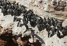 Lummensprung - Foto: Christian Hager/dpa