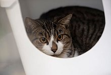 Katze - Paul Zinken/dpa/Symbolbild