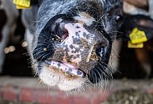 Rind hoch - picture alliance/dpa/Guido Kirchner