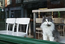 Katzenkrankheit in Gro&szlig;britannien - Foto: Yui Mok/PA Wire/dpa