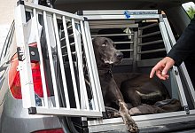 Transportbox im Kofferraum - Foto: Christoph Schmidt/dpa-tmn