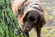 hund004 - 1 - Dana Schneider