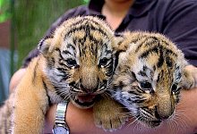 Niedlich - FOTO: ANNIKA FALK