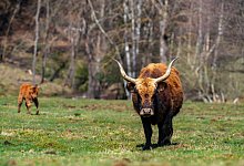 Heckrinder - Thorsten G&uuml;nthert/Bildarchiv S&uuml;dliche Weinstra&szlig;e e.V./dpa-tmn