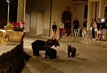 B&auml;rin in Italien - UGC/APTN/AP/dpa