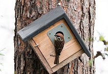 Feldsperling im Garten - Andrea Warnecke/dpa-tmn