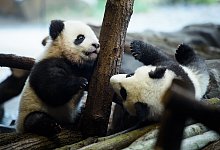 Panda-Zwillinge - Foto: Gregor Fischer/dpa