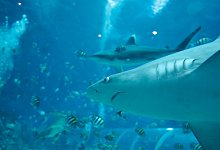 Haie in Singapur - Wallace Woon/epa/dpa-tmn