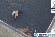 Dogs stranded on ash-covered earth surrounded by volcanic lava in Todoque area - La Palma Local Government/Volcanic Life/Ticom Soluciones/via Reuters