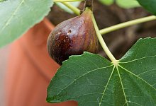 Echte Feige (Ficus carica) - Andrea Warnecke/dpa-tmn