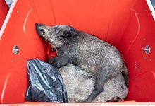 Schweinepest - Foto: Sebastian Kahnert/dpa-Zentralbild/dpa