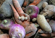 Wurzelgem&uuml;se - Foto: Stephanie Pilick