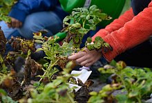 Schulgartenprojekt in Sachsen-Anhalt - Klaus-Dietmar Gabbert/dpa/ZB