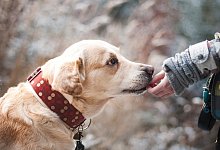 dog-1861839 - Pixabay