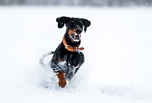 Hund im Schnee - Foto: Benjamin Nolte