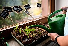 Gem&uuml;seanzucht auf einer Fensterbank - Britta Pedersen/dpa-Zentralbild/dpa-tmn