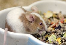 Farbmaus - Foto: Caroline Seidel