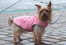 Australian Silky Terrier mit einem Mantel - Stefan Sauer/dpa/dpa-tmn