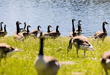 Kanadag&auml;nse in K&ouml;ln - Rolf Vennenbernd/dpa