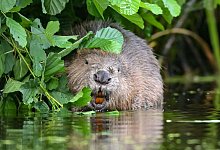 &laquo;Plan B&raquo; kommt: Bibermangement in NRW soll endlich greifen - Patrick Pleul/dpa-Zentralbild/dpa