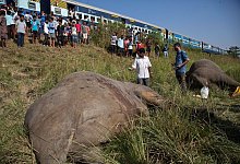 Zwei Elefanten von Zug get&ouml;tet - picture alliance / Anupam Nath/AP/dpa
