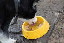 Hund mit Napf - Foto: Florian Schuh