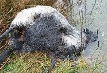 Bei der t&auml;glichen Kontrolle der Herde entdeckte der Schafhalter die gerissenen Schafe. - Kreis Herford