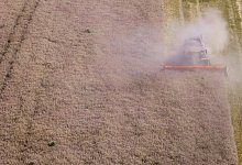 Erntebilanz des Bauernverbands - Jens Büttner/dpa