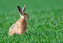 Feldhasen - Foto: Boris Roessler/dpa