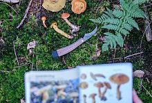 Experten warnen vor Knollenbl&auml;tterpilzen im Norden - Ole Spata/dpa