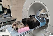 Panda in Taipehs Zoo gestorben - Uncredited/Taipei Zoo/dpa