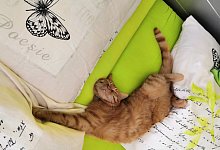 Katze im Bett - Oliver Wendtland
