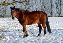 Pferd im Schnee - Foto: Judith Michaelis/dpa-tmn/dpa