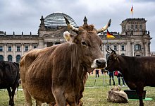 Kuhherde - Paul Zinken/dpa