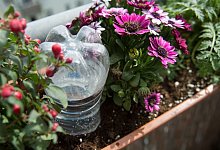 Balkonpflanzen bew&auml;ssern - Andrea Warnecke/dpa-tmn