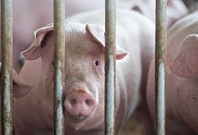 Schweinestall - Marijan Murat/dpa/Symbolbild