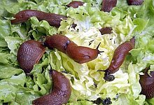 Biologe r&auml;t: absammeln - OWL