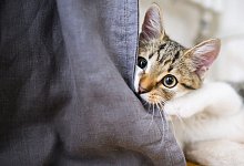 Eine junge Katze spielt in einer Wohnung - Julian Stratenschulte/dpa/dpa-tmn