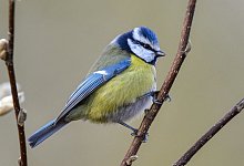 Blaumeise - Foto: Patrick Pleul/dpa-Zentralbild/dpa