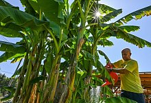 Bananenstauden - Patrick Pleul/dpa/dpa-tmn