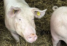 schwein-asp-pm-kl-1072025 - Westf&auml;lisch-Lippischer Landwirtschaftsverband