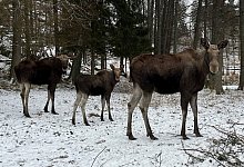 Elche in Schweden - Demy Becker/dpa