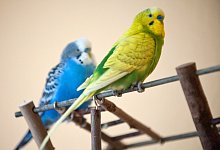 Wellensittiche - Foto: Andrea Warnecke
