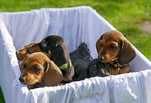 TV-Ausblick Arte - "Der Dackel" - Alexander Hein/ZDF/Arte/dpa