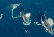 Delfine spielen mit Buckelwalen - Wildlive Media/Griffith Universität/dpa