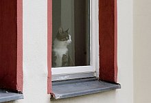 Katze am Fenster - Foto: Franziska Gabbert/dpa-tmn