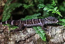 Ein Gecko - Oliver Berg/dpa/Archivbild