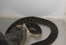 Forscher tritt 40 000 Mal auf Giftschlangen - Jo&atilde;o Miguel Alves-Nunes/dpa