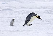 Pinguin mit K&uuml;ken - picture alliance/imageBROKER