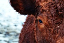 Rinder - Symbolfoto: Pixabay